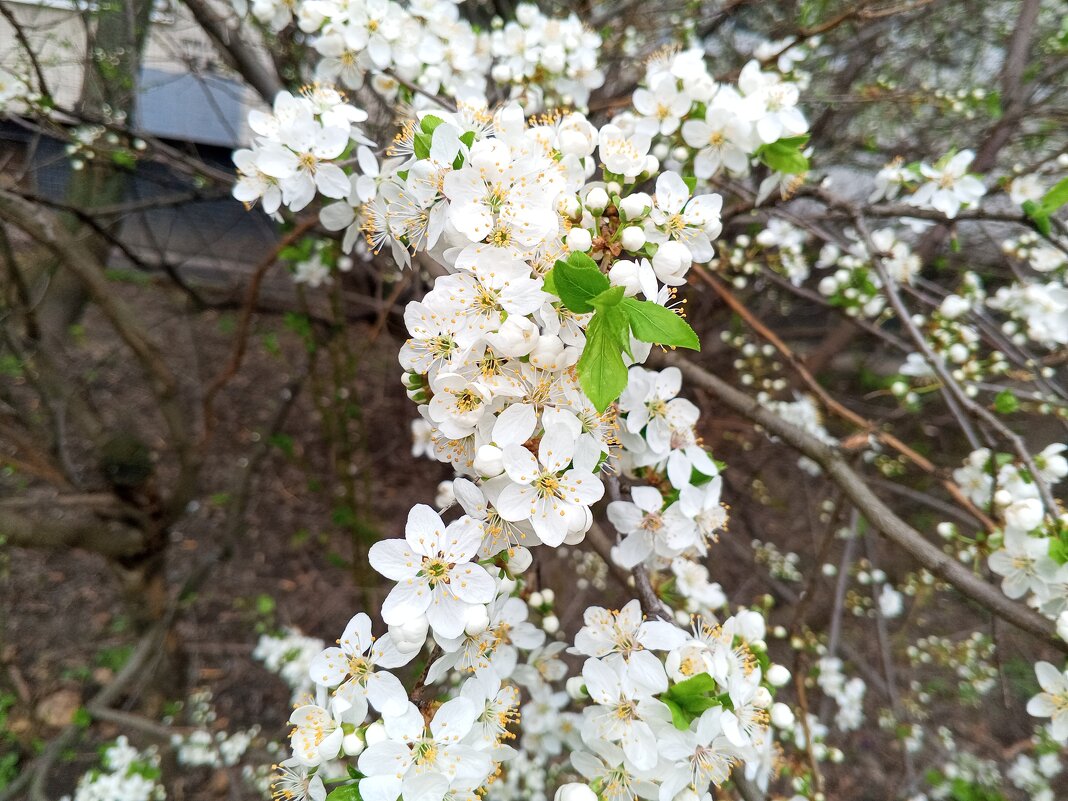 Алыча - Сапсан 