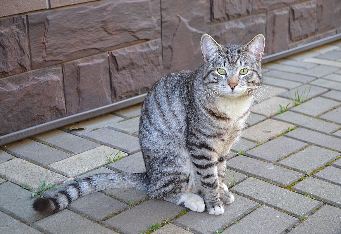 Кот - Татьяна Тюменка