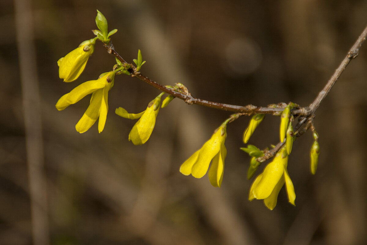 ... - Елена Пономарева