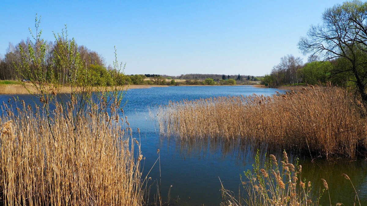 Весна на Смоленщине. - Милешкин Владимир Алексеевич 