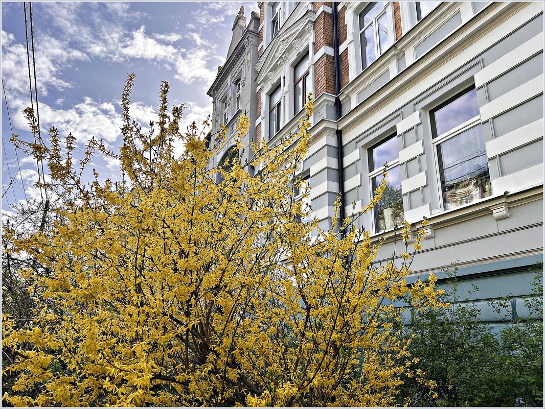 Форзиция. - Валерия Комова Форзиция. - Валерия Комова