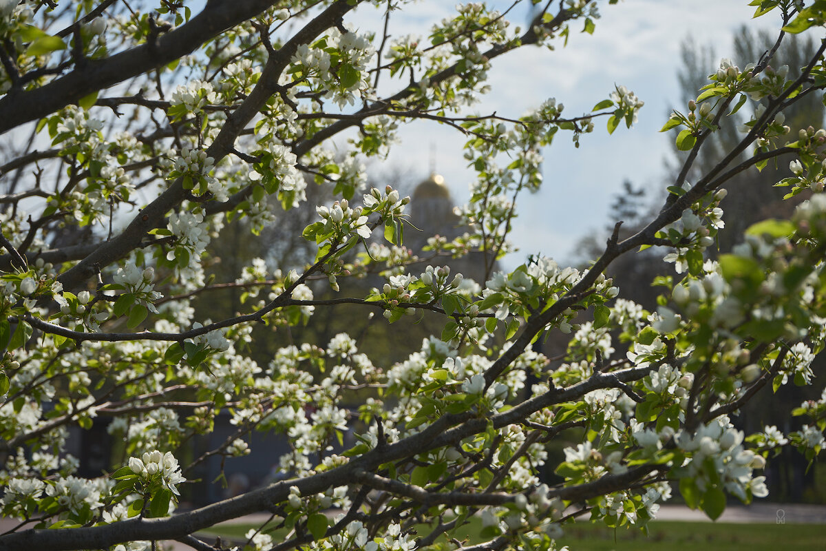 Набережная в цвету 01 - Олег Манаенков