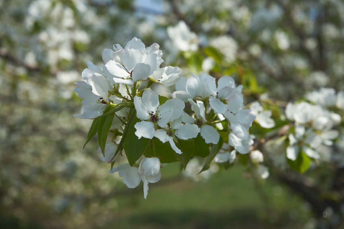 ещё одна весна - Олег Манаенков