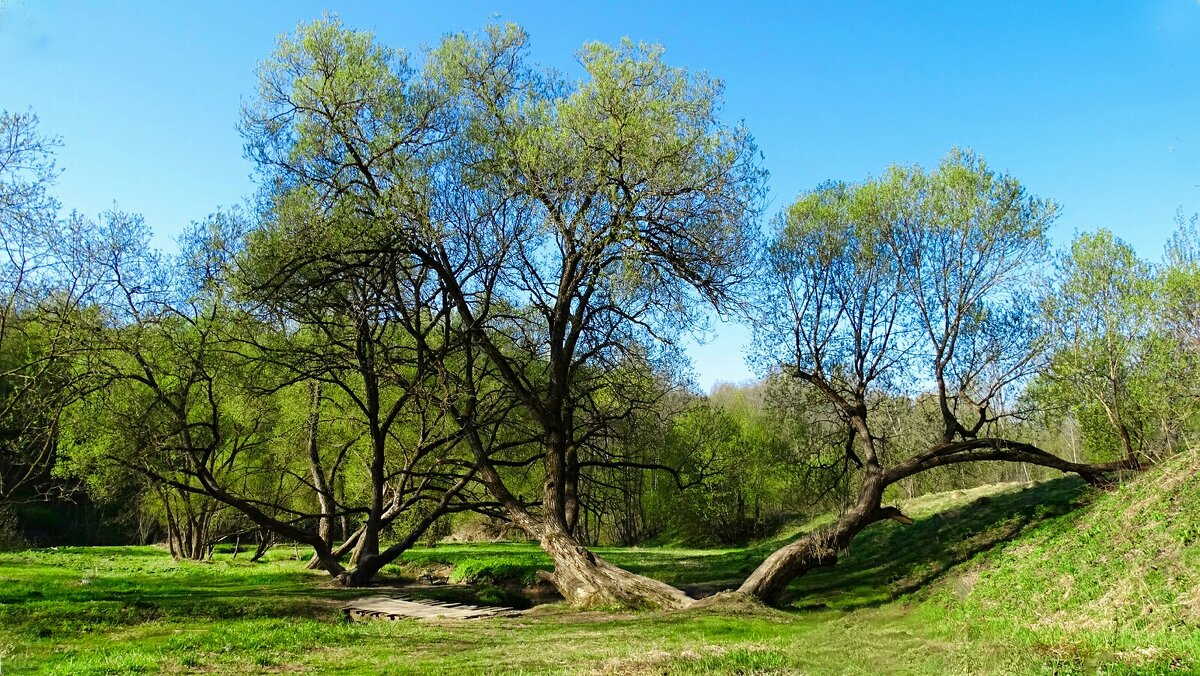 Про смоленскую весну. - Милешкин Владимир Алексеевич 