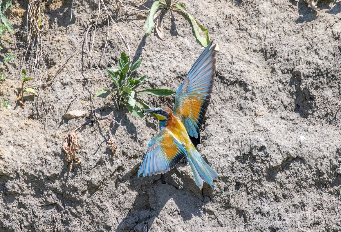 золотистые щурки. - юрий макаров