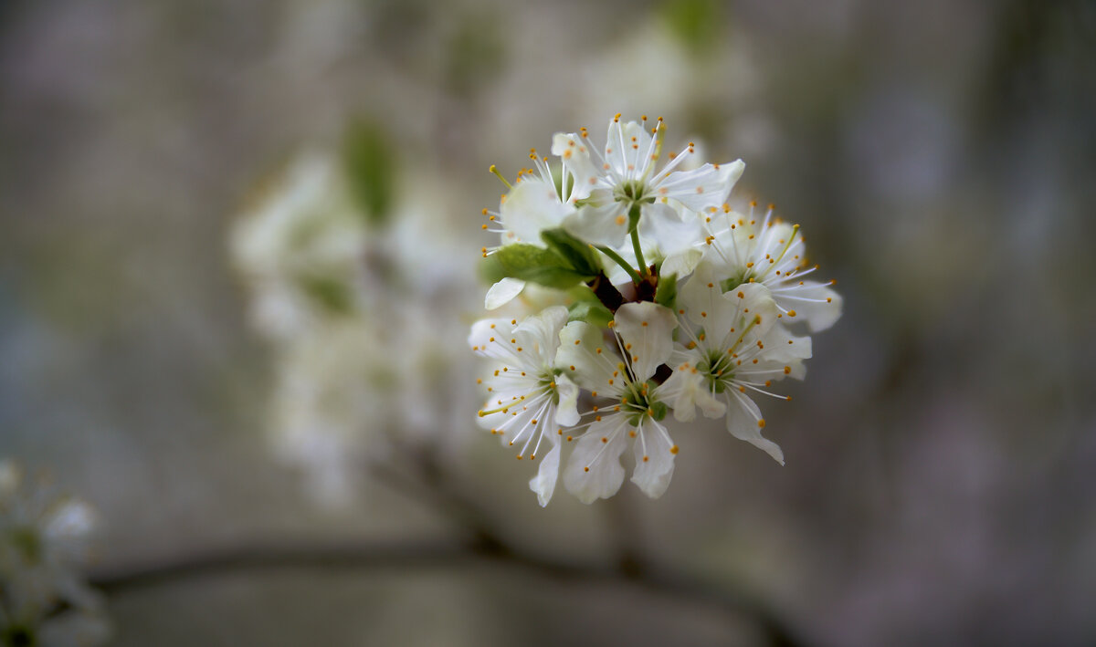 вишня - Sergey Gorelov