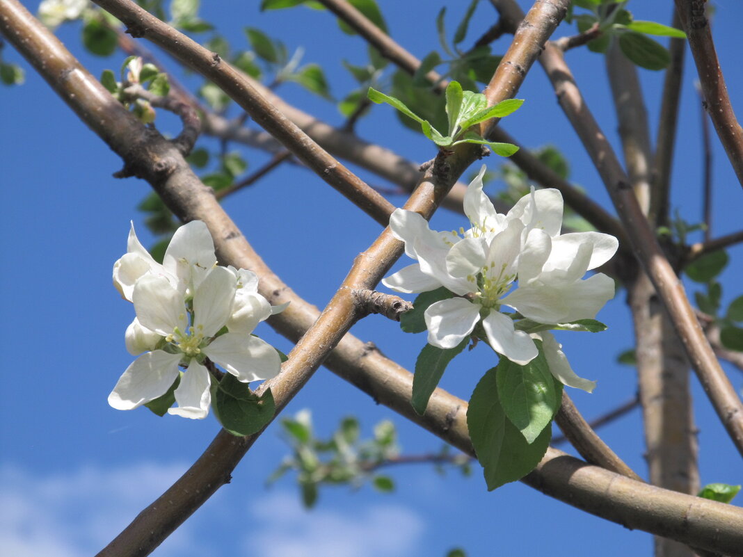 апрельское, белое - Елена Шаламова апрельское, белое - Елена Шаламова