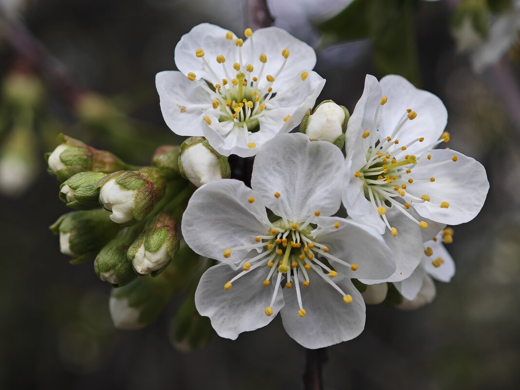 Цветет вишня - <<< Наташа >>>