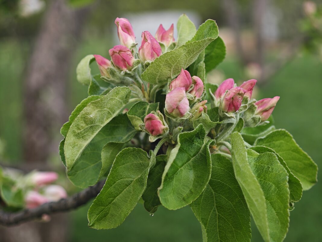 Яблоня распускается - <<< Наташа >>>