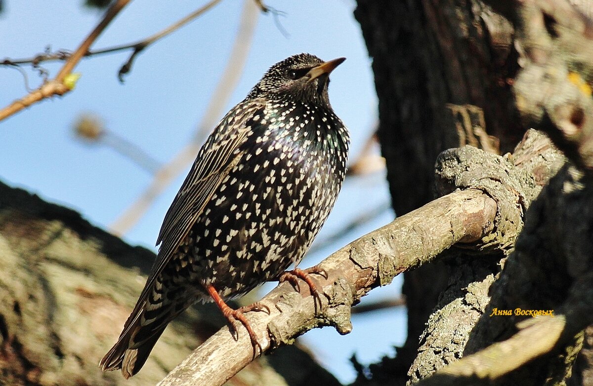 Самочка скворца! Красотка в скромном сарафане в горошек. - Восковых Анна Васильевна Самочка скворца! Красотка в скромном сарафане в горошек. - Восковых Анна Васильевна