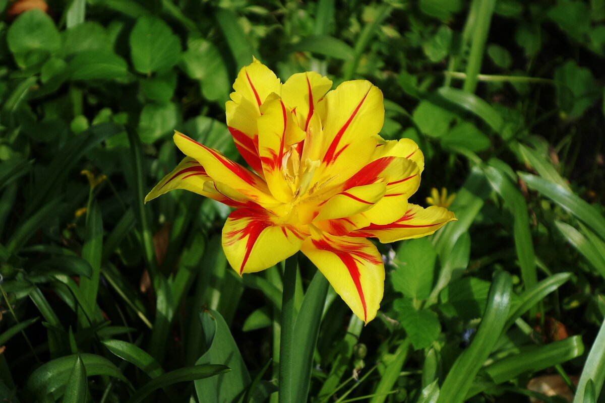 Тюльпан - Рита Симонова