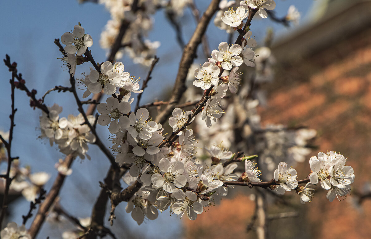 Яркий день весны. - Петр Беляков Яркий день весны. - Петр Беляков