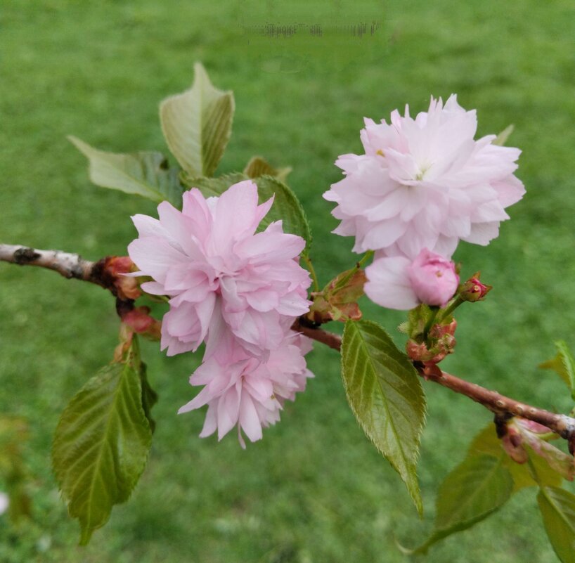 Цветение сакуры - Галина Бобкина
