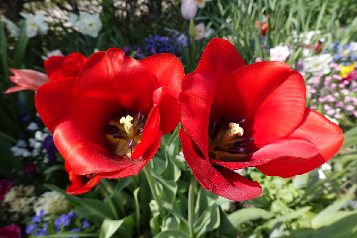 Красные тюльпаны - шёлковые чаши...... - Галина Красные тюльпаны - шёлковые чаши...... - Галина