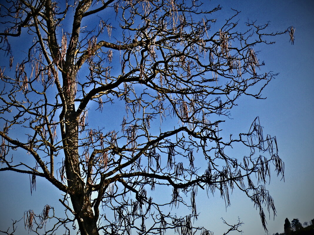 Весенние зарисовки 97 - Алексей Кузнецов