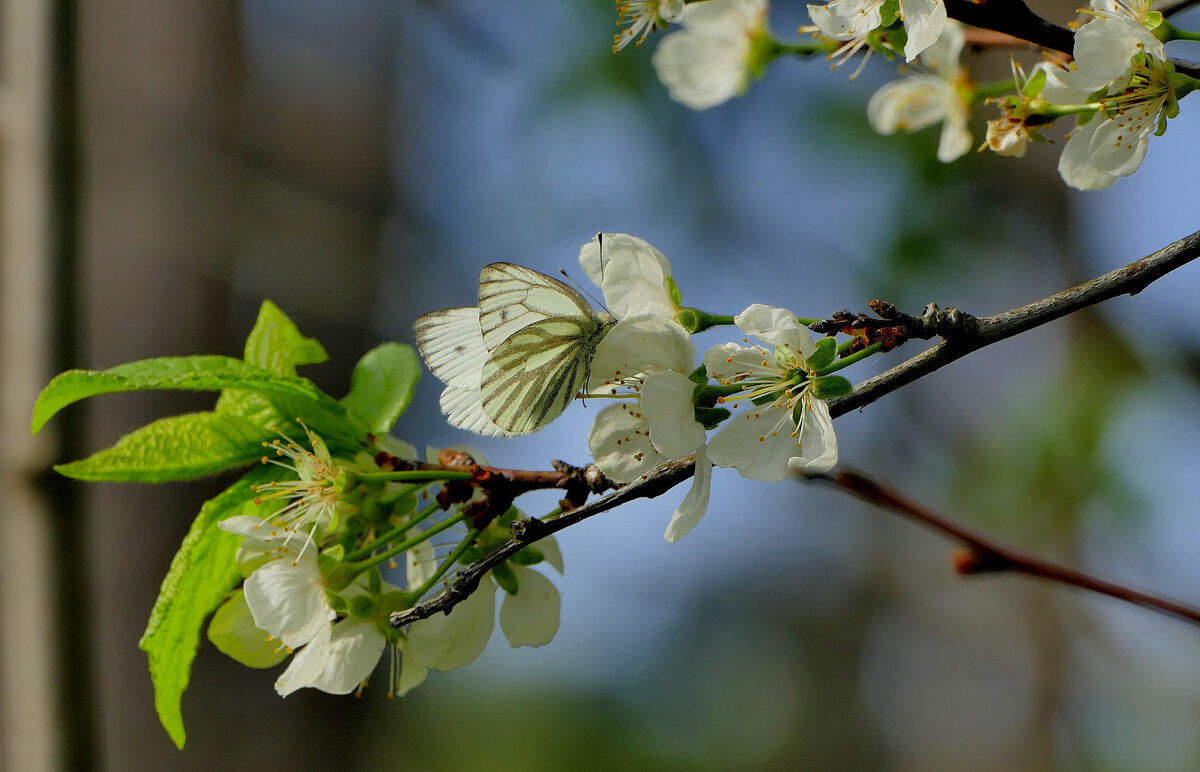 снятые сегодня бабочки 2 - Александр Прокудин снятые сегодня бабочки 2 - Александр Прокудин