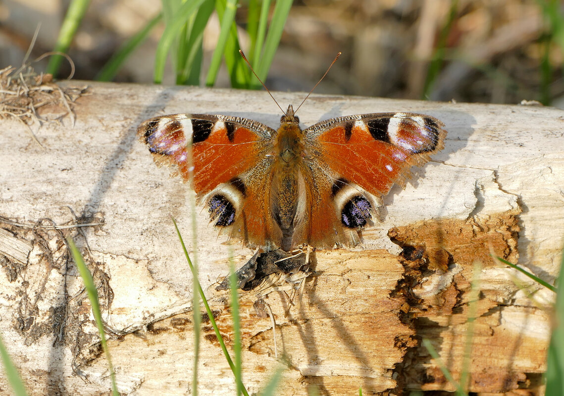 снятые сегодня бабочки 5 - Александр Прокудин снятые сегодня бабочки 5 - Александр Прокудин