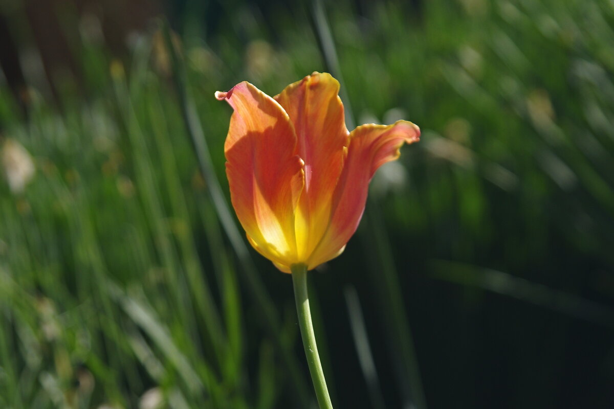 Тюльпан - Сергей Швечков