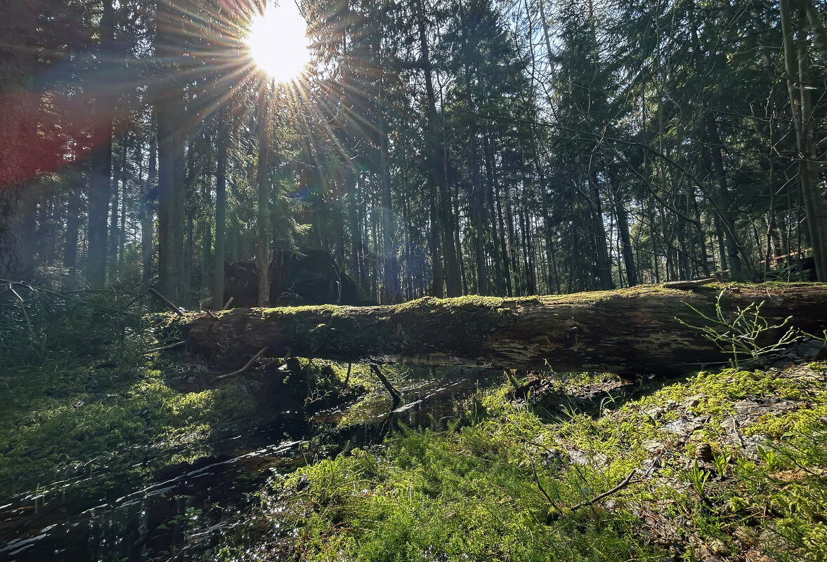 Весна в лесу - Дмитрий Иванов