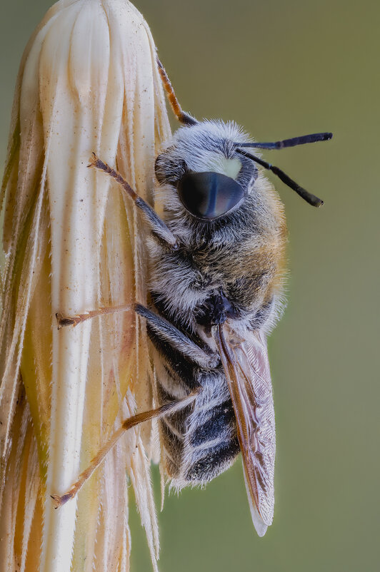 Муха Львинка (Stratiomys longicornis). - Александр Григорьев Муха Львинка (Stratiomys longicornis). - Александр Григорьев