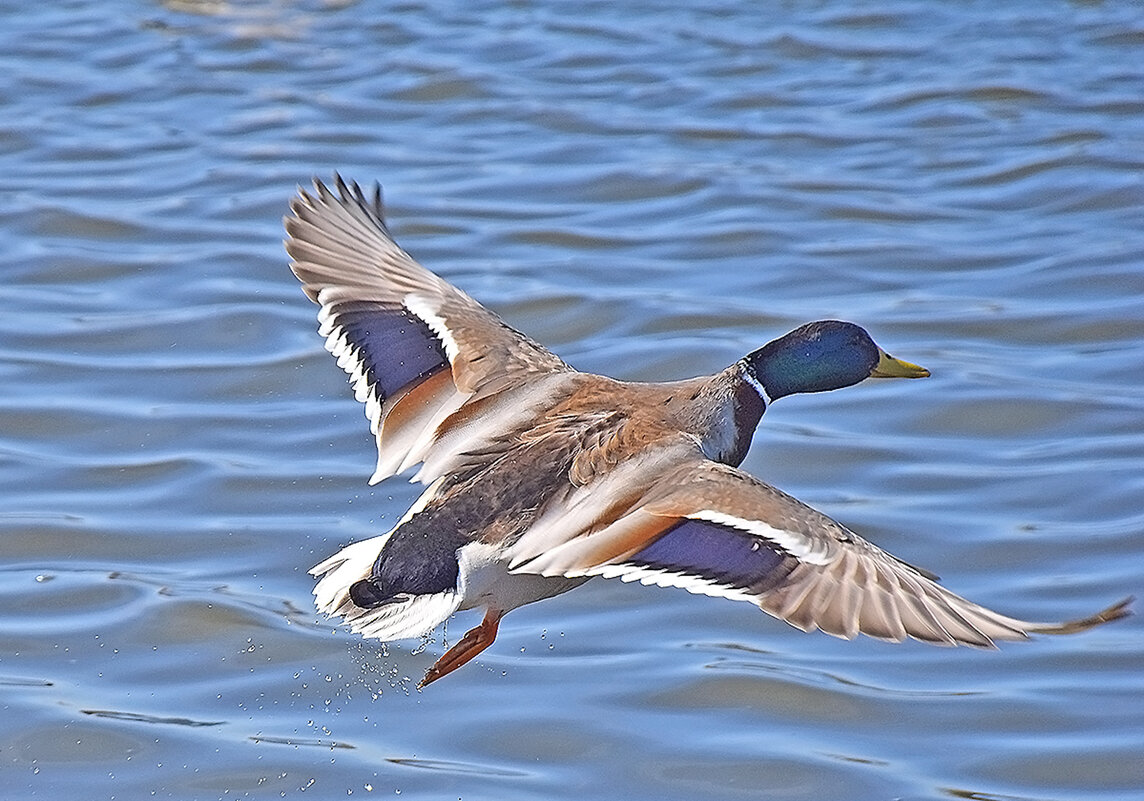 Лечу! - Валентина Нефёдова Лечу! - Валентина Нефёдова