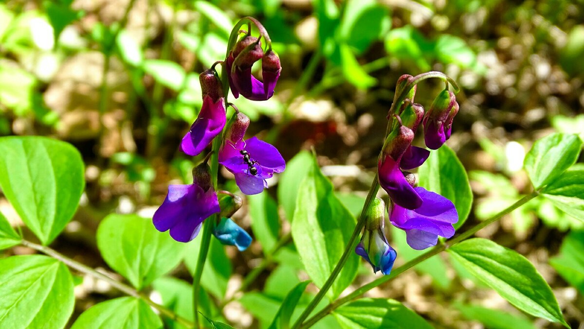 Чина весенняя - Милешкин Владимир Алексеевич Чина весенняя - Милешкин Владимир Алексеевич