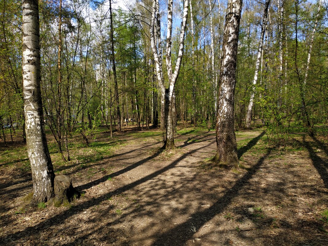 Об уходящей прозрачности апрельского леса (по календарю!) - Андрей Лукьянов Об уходящей прозрачности апрельского леса (по календарю!) - Андрей Лукьянов