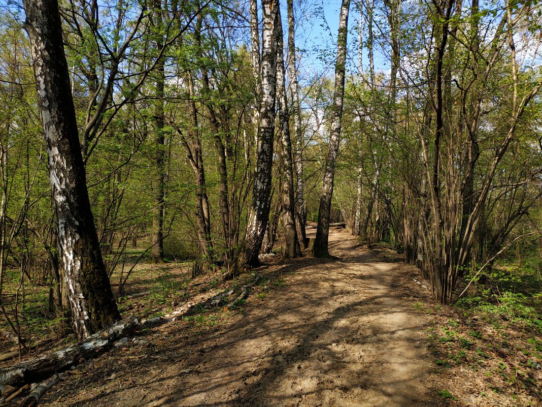 Об уходящей прозрачности апрельского леса (по календарю!) - Андрей Лукьянов