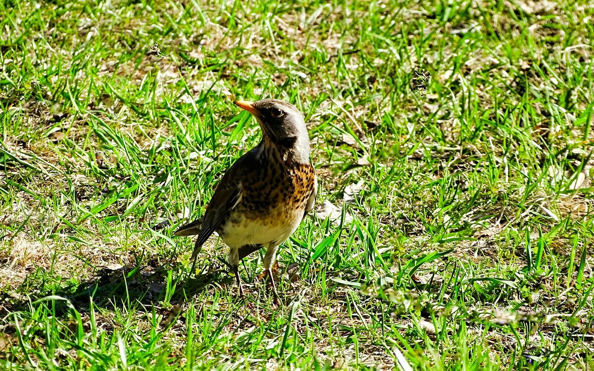 Дрозд в поиске пищи. - Милешкин Владимир Алексеевич Дрозд в поиске пищи. - Милешкин Владимир Алексеевич