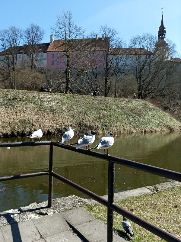 Посиделки у пруда Шнелли - Veera V Посиделки у пруда Шнелли - Veera V