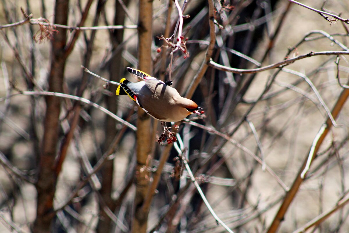 Последний смак - Дмитрий (Горыныч) Симагин