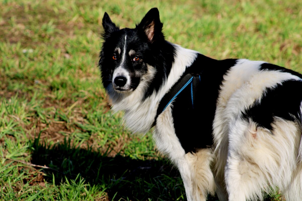 Снова Бим - Дмитрий (Горыныч) Симагин