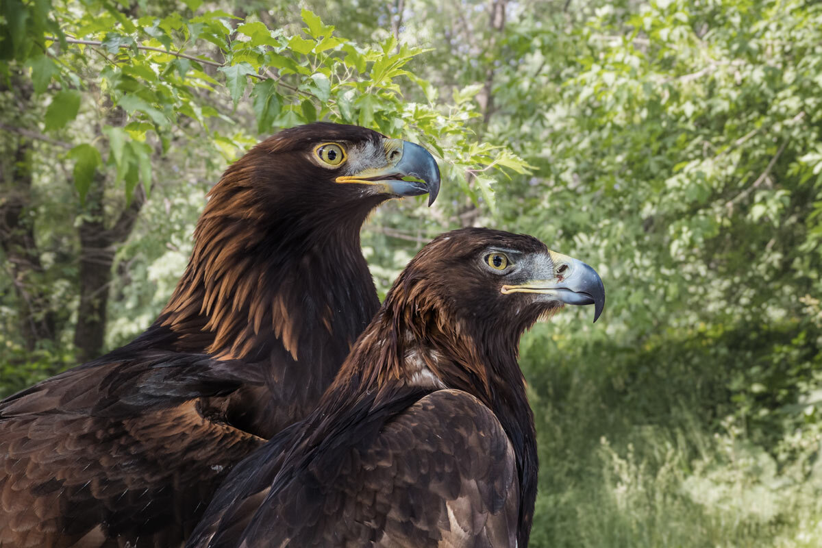 Беркут - SanSan 