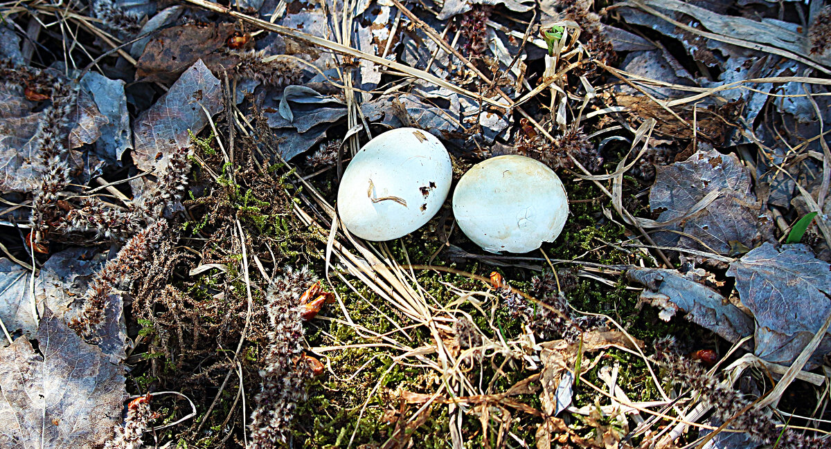 Серая ворона выпила утиные яйца! - Владимир 