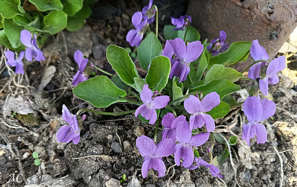 Фиалка - Любовь Сахарова