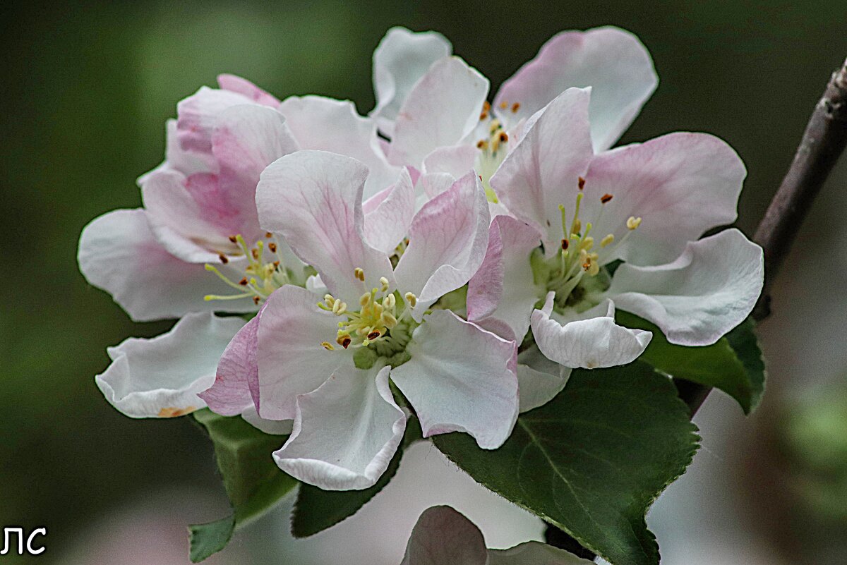 Яблоня цветёт - Любовь Сахарова Яблоня цветёт - Любовь Сахарова