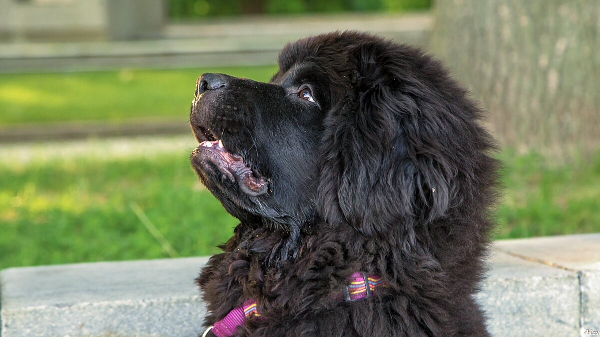 3796 - Alex . 3796 - Alex .