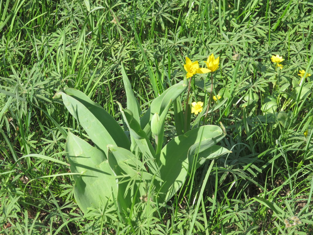 буйство апрельской зелени - Елена Шаламова буйство апрельской зелени - Елена Шаламова