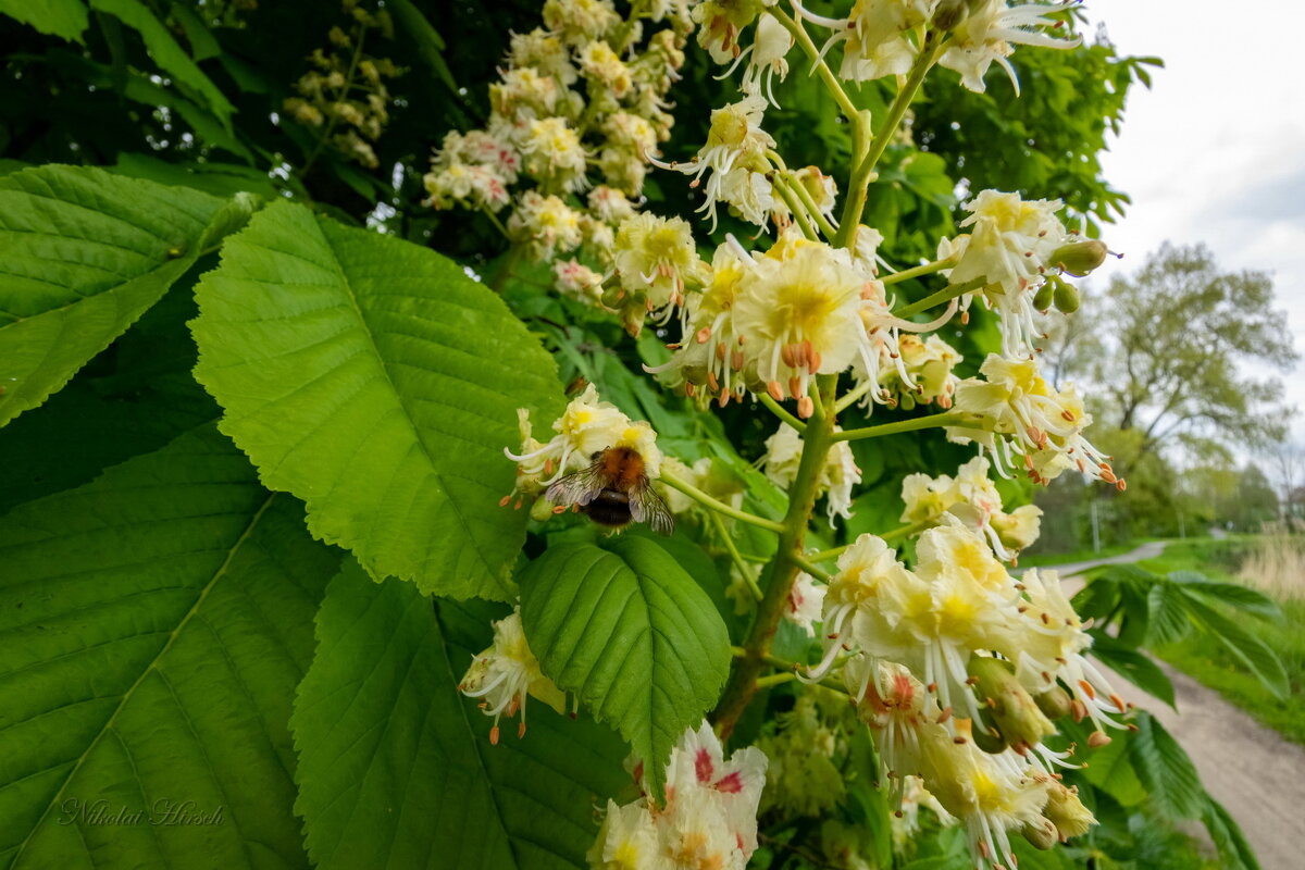 Шмель на каштане... - Николай Гирш Шмель на каштане... - Николай Гирш