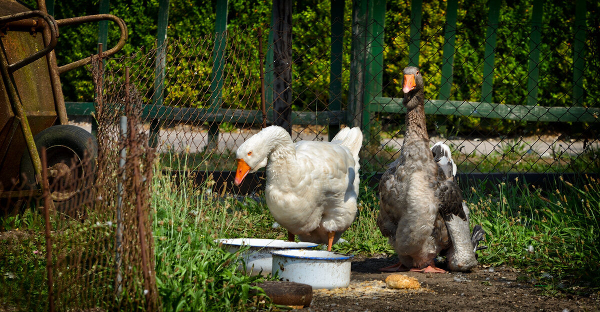 ... жили у бабуси - Dan Berli