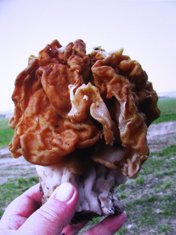 Красавчик - Людмила Смородинская Красавчик - Людмила Смородинская