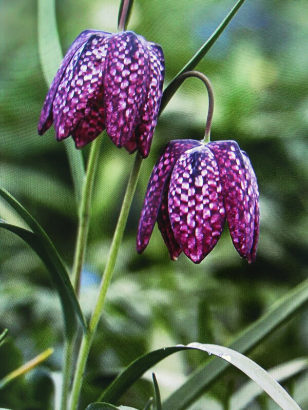 Шахматные рябчики - Людмила Смородинская Шахматные рябчики - Людмила Смородинская