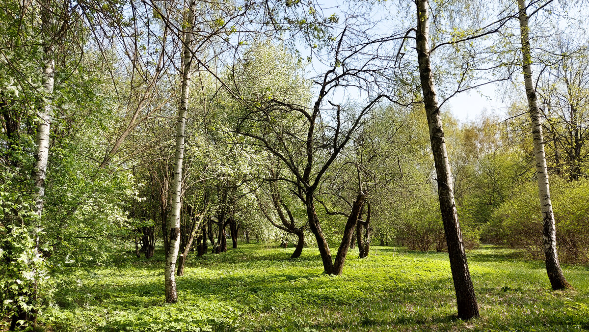 Весна. - Владимир Безбородов Весна. - Владимир Безбородов
