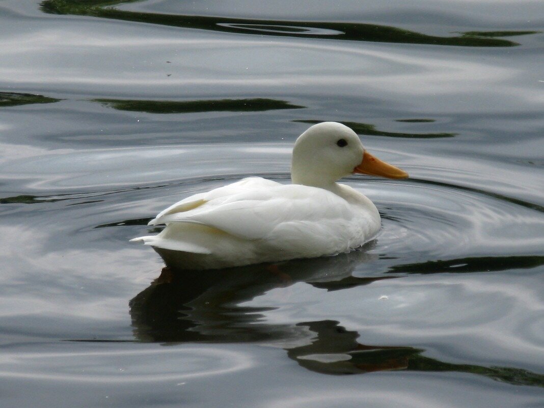 Утка - альбинос - редкое явление для Ольгиного пруда в Петергофе - Надежда Утка - альбинос - редкое явление для Ольгиного пруда в Петергофе - Надежда