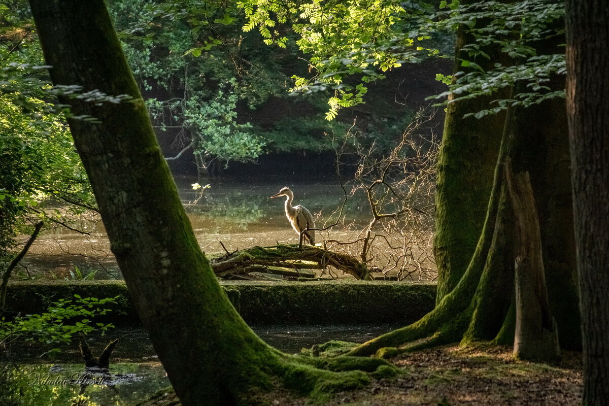 Цапля в луче солнца... - Николай Гирш Цапля в луче солнца... - Николай Гирш