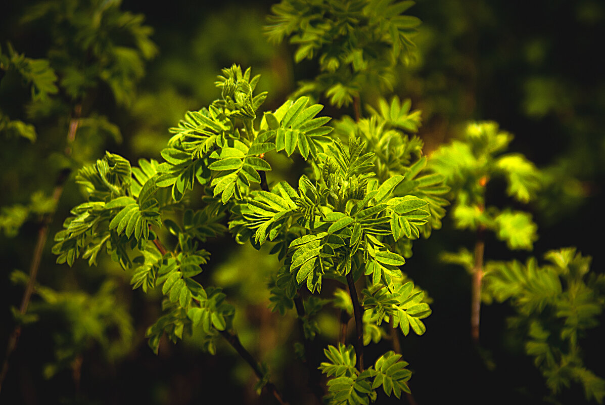 Весенняя фотозарисовка - Владимир Кроливец Весенняя фотозарисовка - Владимир Кроливец