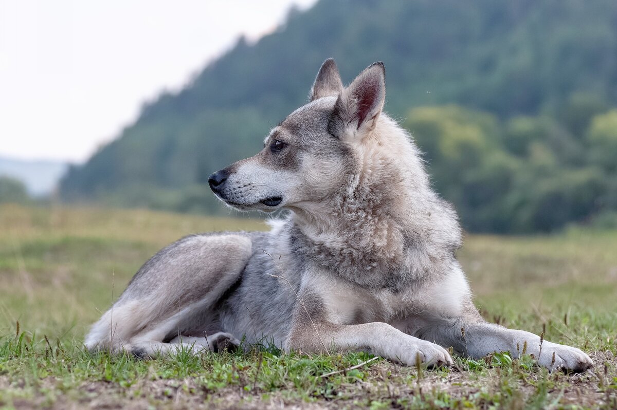 Пес - Марина Фомина.