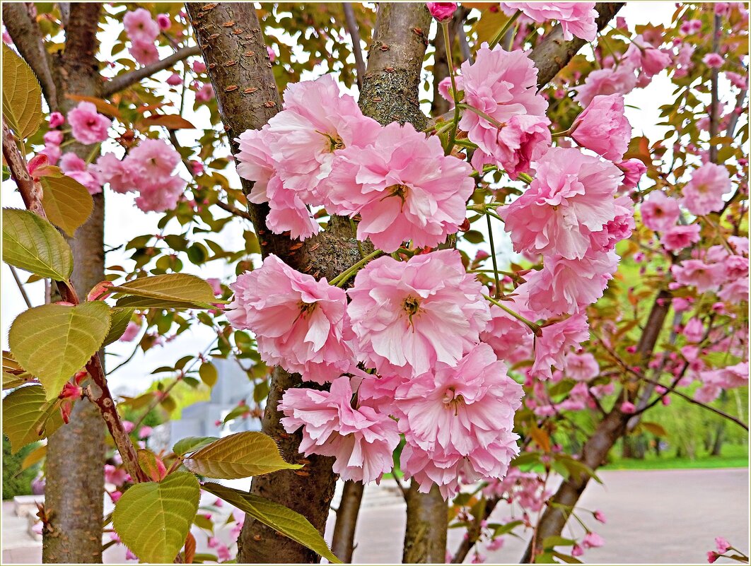 На молоденькой сакуре. - Валерия Комова На молоденькой сакуре. - Валерия Комова