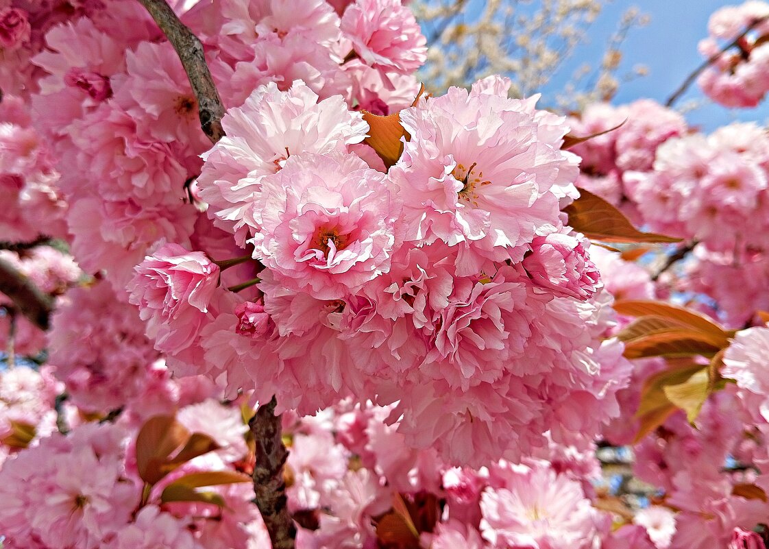 Сакура. - Валерия Комова