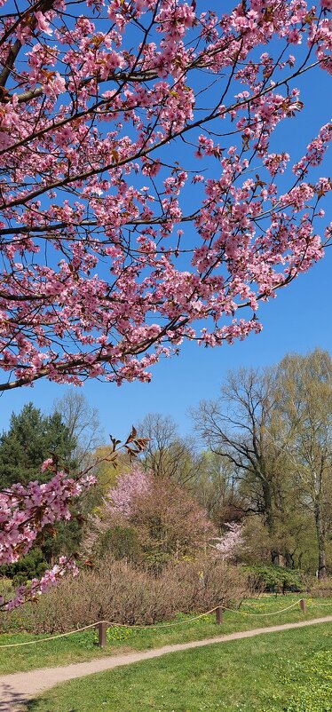 цветение сакуры - ИРЭН@ . цветение сакуры - ИРЭН@ .